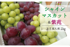 【きよとうファーム】シャインマスカット＆紫苑のセット 3-5房（計2.0kg~） 岡山県 真庭市産 KF-B026-01 ぶどう 食べ比べ詰め合わせ マスカット 果物 フルーツ 