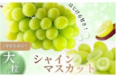 【訳あり】 ご家庭用 シャインマスカット 約1.5kg（2～4房）  NISSHOKU FARM 【先行予約】 / 甘い 岡山 訳アリ わけあり ぶどう ブドウ 葡萄 シャインマスカット 先行予約 フルーツ 果物 特選 真庭市 フルーツ王国