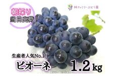 【産地直送】岡山県産ぶどう　こだわりのピオーネ１．２ｋｇ(２～３房)セット 【2025年先行予約】 / 岡山 真庭 ピオーネ 贈答 厳選 葡萄 ぶどう ブドウ 果物 フルーツ 新鮮 濃厚 人気 数量限定 ぶどう専門 林ファミリー (2025年9月上旬～発送予定)