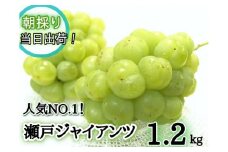 【2025年先行予約】 人気ぶどう 瀬戸ジャイアンツ1.2kg(２～３房) 朝採れ新鮮！ 産地直送 (2025年9月下旬～発送予定) / 岡山 真庭 瀬戸ジャイアンツ 贈答 葡萄 ぶどう ブドウ 果物 フルーツ 人気 数量限定 ギフト 林ファミリー
