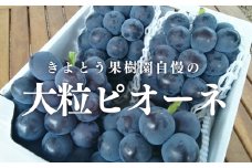 KF-B007-01【きよとうファーム】特選 種なしピオーネ 3-5房/計2.0kg~ (岡山県産)