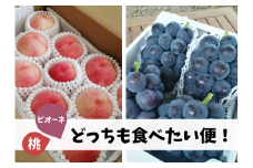 KF-T015【きよとうファーム】ご家庭用桃とピオーネ、どっちも食べたい便！２回便(定期便) (岡山県産)