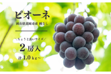 KF-B005【きよとうファーム】種なしピオーネ 2房入り/約1kg (岡山県産)