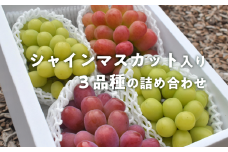 【きよとうファーム】ぶどう３品種詰め合わせ（シャインマスカット入り）3-5房入/計2.4kg~ (岡山県産) KF-B032-01 食べ比べ