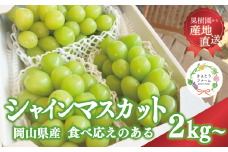 KF-B016-02【きよとうファーム】シャインマスカット3～5房/計2kg~ (岡山県産)
