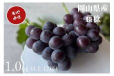 厳選 岡山県産 藤稔 1.0㎏以上（2房） 産地直送 朝採れ  / ぶどう ブドウ 葡萄 先行予約 フルーツ 果物 真庭市 フルーツ王国 珍しい 甘い【kgftmt007】KGF-7-01