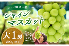 【2025年先行予約】ぶどう 岡山 花笑み農園『シャインマスカット』800g以上（大1房） hana34. 岡山 真庭 シャインマスカット 高級 贈答 2025 真庭市 大粒 葡萄 果物 フルーツ シャインマスカット 人気 数量限定 2025年9月下旬～ 受付順に発送予定