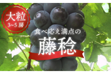 【きよとうファーム】大粒で食べ応え満点！ 藤稔の上級品 3～5房入 計2.0kg～ (岡山県産) KF-B002-01 / ふじみのり 藤みのり ぶどう ブドウ 葡萄 先行予約 フルーツ 果物 真庭市 フルーツ王国 きよとう果樹園