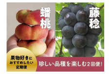 KF-T028【きよとうファーム】珍しい品種を楽しむ！蟠桃（桃）と藤稔（ぶどう）の２回便 (定期便)(岡山県産)