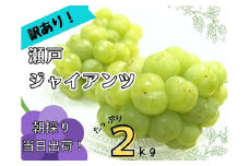 【訳あり】フルーツ王国岡山　朝採り新鮮！人気ぶどう瀬戸ジャイアンツ２ｋｇ 【2025年先行予約】 / 岡山 真庭 瀬戸ジャイアンツ 葡萄 ぶどう ブドウ 果物 フルーツ 新鮮 人気 数量限定 お買い得 たっぷり 家庭用 ぶどう専門 林ファミリー (2025年9月下旬～発送予定)