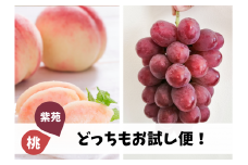KF-T011【きよとうファーム】桃と紫苑、どっちもお試し便！２回便(定期便) (岡山県産)