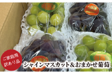 KF-B021【きよとうファーム】訳あり シャインマスカット＆おまかせ葡萄 /計約2.4kg (岡山県産)