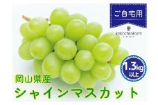 koko-02　ここちとふぁーむ　【ご自宅用】　岡山県産　シャインマスカット　2～3房　1.3kg以上