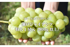 KF-B055-02【きよとうファーム】瀬戸ジャイアンツ　特大１房 /800g以上 (岡山県産)