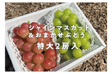 KF-B022-01【きよとうファーム】シャインマスカット＆おまかせ葡萄 特大２房入 /計1.3kg~ (岡山県産)