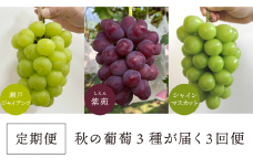 KF-T030【きよとうファーム】まだまだ食べたい！秋の葡萄３種の３回便！（瀬戸ジャイアンツ、紫苑、シャインマスカット） (定期便)(岡山県産)