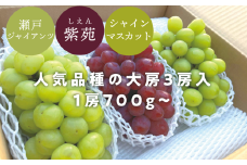 KF-B029【きよとうファーム】秋ぶどう3品種 特大３房入（ｼｬｲﾝﾏｽｶｯﾄ･瀬戸ｼﾞｬｲｱﾝﾂ・紫苑）/1房700ｇ以上 (岡山県産)
