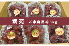 KF-B042【きよとうファーム】訳あり 紫苑 /約3kg (岡山県産)
