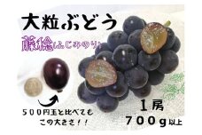 【産地直送】大粒藤稔１房700ｇ以上！ 【2025年先行予約】 / 岡山 真庭 藤稔 ふじみのり フジミノリ 高級 贈答 厳選 希少 大粒 厳選 葡萄 ぶどう ブドウ 果物 フルーツ 新鮮 数量限定 ぶどう専門 林ファミリー (2025年8月下旬～発送予定)