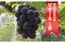 KF-B065-02【きよとうファーム】お試し便　ピオーネ1房/500g~ (岡山県産)