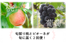 KF-T039【きよとうファーム】ちょっとずつ食べたい！岡山の旬の桃とピオーネが少しずつ届く２回便！ (定期便)(岡山県産)