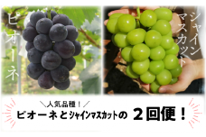 【定期便】【きよとうファーム】ピオーネとシャインマスカットのずっしり特大2房が届く 2回便！ (定期便)(岡山県産) KF-T040-02 / ぶどう ブドウ シャインマスカット ピオーネ 果物 フルーツ 岡山 真庭市 きよとう果樹園