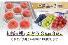 KF-T038【きよとうファーム】上級品の２回便！厳選した旬の桃とカラフル葡萄の詰め合わせが旬に届く！ (定期便)(岡山県産)