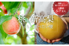 KF-T035【きよとうファーム】上級品の2回便！桃と新高梨どっちも食べたい便 (定期便)(岡山県産)