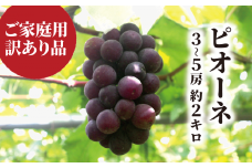 KF-B068-02【きよとうファーム】訳あり ピオーネ  /約2.0kg~ (岡山県産) / ぶどう ブドウ 葡萄 ピオーネ 先行予約 フルーツ 果物 真庭市 フルーツ王国 きよとう果樹園 訳アリ
