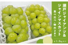 KF-B079【きよとうファーム】瀬戸ジャイアンツ＆シャインマスカット 特大2房入/計1.3kg~ (岡山県産)