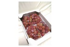 【訳あり】希少品種　シャインの娘マイハート２㎏箱 【2025年先行予約】 / 岡山 真庭 マイハート 葡萄 ぶどう ブドウ 果物 フルーツ 希少 レア 新鮮 人気 数量限定 お買い得 家庭用 お試し たっぷり ぶどう専門 林ファミリー (2025年10月中旬～発送予定) 