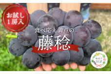 KF-B088-02【きよとうファーム】大粒ぶどうの藤稔 お試し１房入 / 房600g以上 (岡山県産)  / ふじみのり 藤みのり ぶどう ブドウ 葡萄 先行予約 フルーツ 果物 真庭市 フルーツ王国 きよとう果樹園