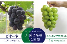 KF-T042-01【きよとうファーム】ちょっとずつ食べたい！ピオーネとシャインマスカットの１房お試し２回便！ (定期便)(岡山県産)