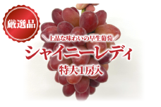 KF-B081-02【きよとうファーム】赤色ぶどう シャイニーレディ厳選品１房/房700ｇ以上 (岡山県産)