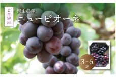 真庭市産 ニューピオーネ 自宅用 3～6房 /  (2025年8月中旬以降発送予定) ぶどう 自宅用 訳あり 岡山 真庭 ピオーネ 真庭市 大粒 葡萄 果物 フルーツ 濃厚 ピオーネ 人気 数量限定 黒ぶどう 大粒 種なし スイーツ【pione02】 
