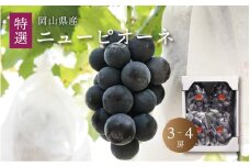 真庭市産 ニューピオーネ 特選 3～4房 / (2025年8月中旬以降発送予定) ぶどう 贈答用 ギフト 岡山 真庭 ピオーネ 大粒 葡萄 果物 フルーツ 濃厚 ピオーネ 人気 数量限定 黒ぶどう 大粒 種なし スイーツ 【pione01】 
