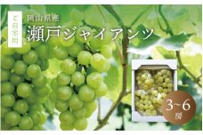 真庭市産 瀬戸ジャイアンツ 自宅用3～6房 / (2025年9月中旬以降発送予定) ぶどう 岡山 真庭 葡萄  果物 フルーツ ブドウ 人気 数量限定 ご家庭用 皮ごと 種なし 産地直送 お買い得 新鮮 桃太郎ぶどう 大粒 新食感 人気上昇中 【seto02】
