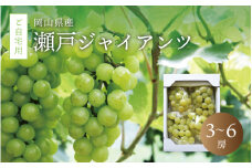 真庭市産 瀬戸ジャイアンツ 自宅用3～6房 / (2025年9月中旬以降発送予定) ぶどう 岡山 真庭 葡萄  果物 フルーツ ブドウ 人気 数量限定 ご家庭用 皮ごと 種なし 産地直送 お買い得 新鮮 桃太郎ぶどう 大粒 新食感 人気上昇中 【配送不可地域：北海道／沖縄県／離島】 【seto02】