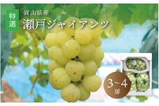 真庭市産 瀬戸ジャイアンツ 特選 3～4房 / (2025年9月中旬以降発送予定) ぶどう 岡山 真庭 葡萄 果物 フルーツ ブドウ 人気 数量限定 皮ごと 種なし 産地直送 新鮮 桃太郎ぶどう 大粒 新食感 人気上昇中 ギフト 贈答用 【seto04】