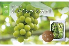 真庭市産 シャインマスカット 特選 3～4房 / (2025年9月中旬以降発送予定) ぶどう 岡山 真庭 大粒 葡萄 シャインマスカット 果物 フルーツ ブドウ 人気 数量限定 皮ごと マスカット 産地直送 新鮮 岡山名産 定番 ギフト 贈答用 【shinemuscat04】