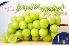 【2025年先行予約】【粒カットバラ品】 シャインマスカット(1kg程度） Lino＆Kai Farm  【2025年10月上旬～順次発送】 / 朝採れ ぶどう 岡山  真庭市 シャインマスカット 高級 ギフト 大粒 果物 ご自宅用 人気 産地直送 国産 安全 数量限定 種なし 食べチョクアワード 受賞