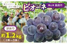 【訳あり】岡山県産 林ファミリーのピオーネ 約1.2kg（約2～3房） 【2025年先行予約】 / 岡山 真庭 ピオーネ 葡萄 ぶどう ブドウ 果物 フルーツ 新鮮 濃厚 人気 数量限定 お買い得 家庭用 お試し ぶどう専門   (2025年9月上旬～発送予定)