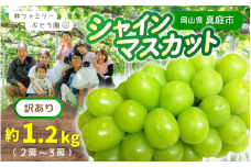 【訳あり】岡山県産 林ファミリーのシャインマスカット 約1.2kg（約2～3房） 【2025年先行予約】/ 岡山 真庭 シャインマスカット マスカット 葡萄 ぶどう ブドウ 果物 フルーツ 新鮮 人気 数量限定 お買い得 家庭用 お試し ぶどう専門  (2025年9月上旬～発送予定)
