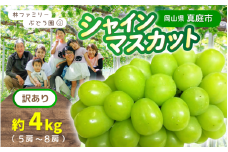 【訳あり】岡山県産 林ファミリーのシャインマスカット 約4kg（約5～8房） 【2025年先行予約】 / 岡山 真庭 シャインマスカット 葡萄 ぶどう ブドウ 果物 フルーツ 新鮮 人気 数量限定 お買い得 家庭用 お試し たっぷり ぶどう専門  (2025年9月上旬～発送予定)