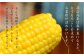 蒜山高原は毎年夏になると、とうもろこしを求めてお客様が詰めかけます。そんな朝採りのとうもろこしをぜひご家族でお楽しみください。