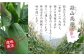 蒜山地域は、肥沃な火山灰土（黒ぼこ）の大地と、朝夕の寒暖の差があることから、甘くて良質のとうもろこしが育ちます。