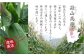 蒜山地域は、肥沃な火山灰土（黒ぼこ）の大地と、朝夕の寒暖の差があることから、甘くて良質のとうもろこしが育ちます。