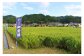 「真庭産雄町」2014年、真庭市では雄町の契約栽培がスタートしました。