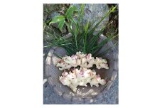 美作産　新生姜　約2kg(MOA自然農法認定品)【1094371】