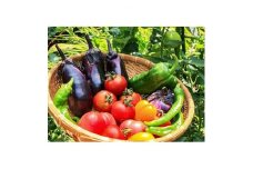 岡山県産　旬の採れたて野菜セット(7～8種)【1135723】